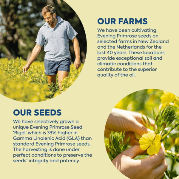 Efamol Evening Primrose Oil 500mg